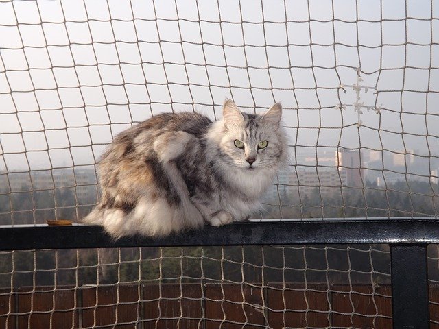bobtail ve výběhu