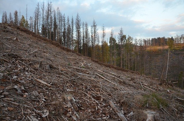 oblast zničená kůrovcem
